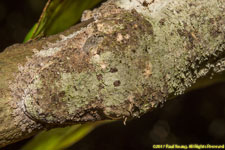 leaf-tailed gecko head